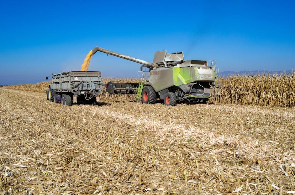 Desempeño excepcional del maíz argentino enfrenta desafíos de&nbsp;sustentabilidad