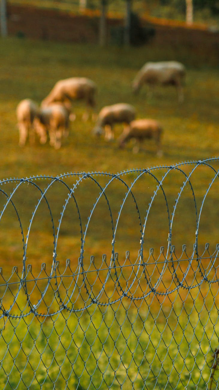 Producción ganadera argentina: menos animales, carcasas mas&nbsp;pesadas