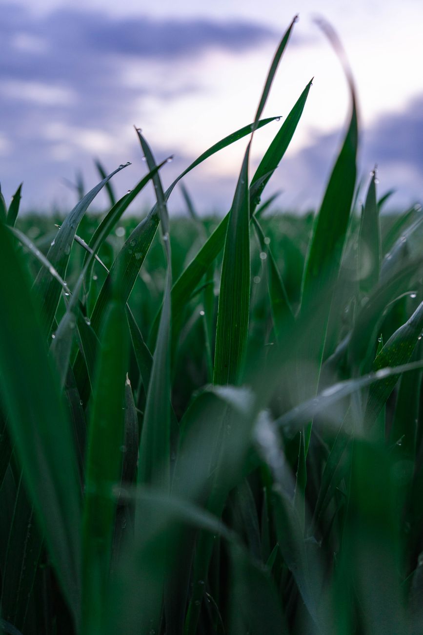 Lluvias irregulares, heladas y frío polar desafian al agro&nbsp;nacional