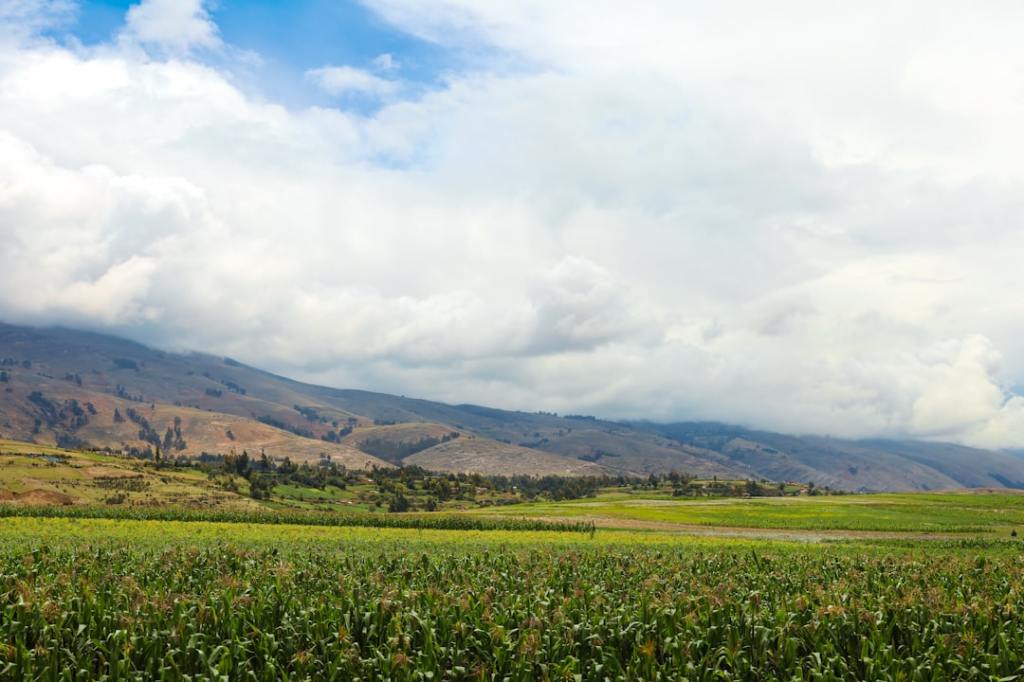 «Authence»: herbicida innovador de Syngenta para malezas resistentes de soja