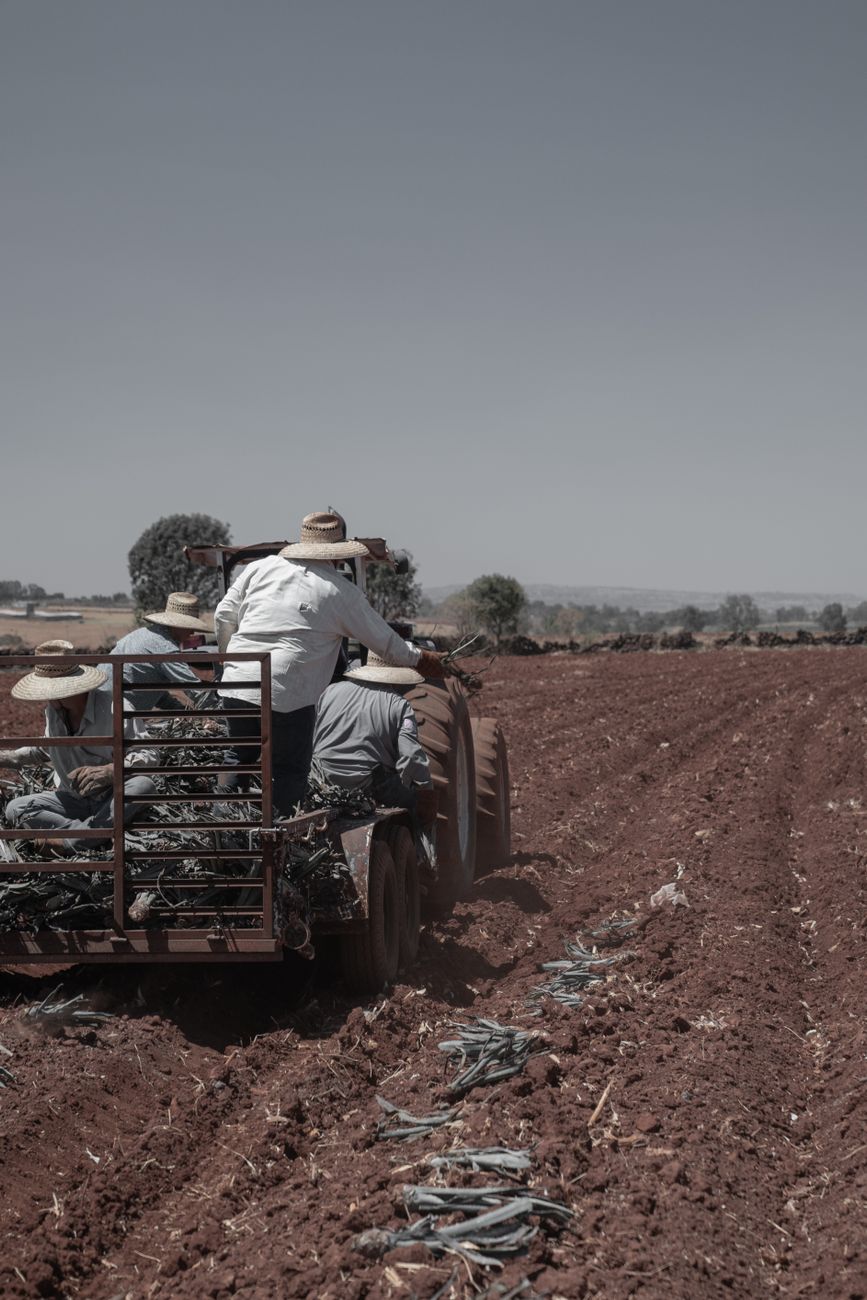 Aclaran datos sobre ilegalidad del mercado de semillas&nbsp;argentino
