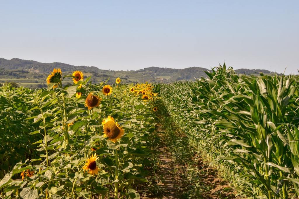 Girasol: Zeta Semillas valida sus hibridos en distintas regiones del&nbsp;pais