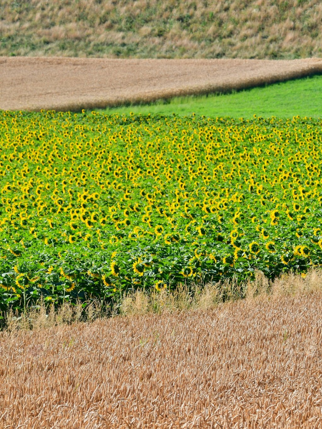 Girasol domina la molienda con máximo de 25 años; soja se&nbsp;desmorona