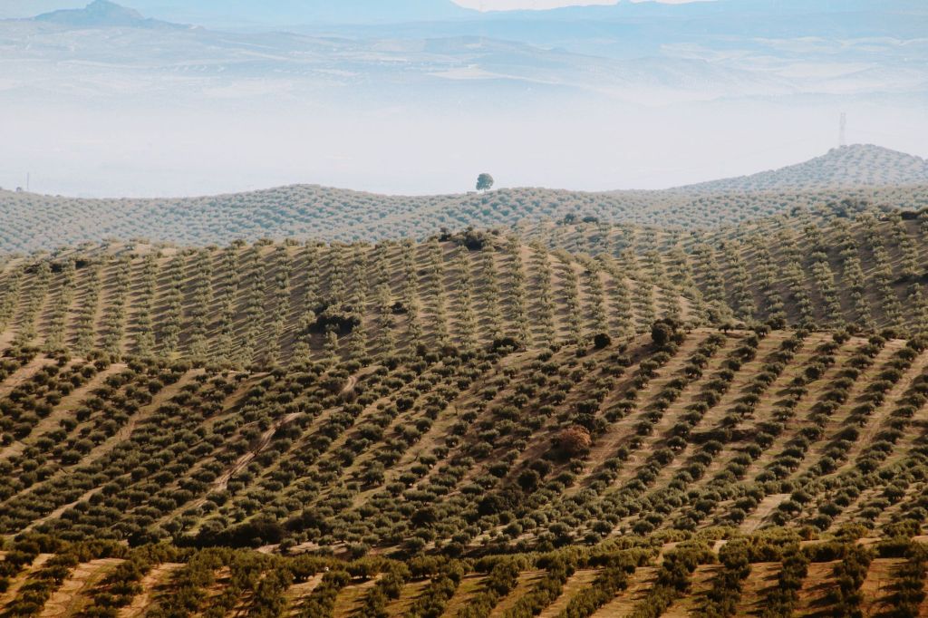 Menú agrícola ampliado: oleaginosas de invierno generan nuevas&nbsp;opciones