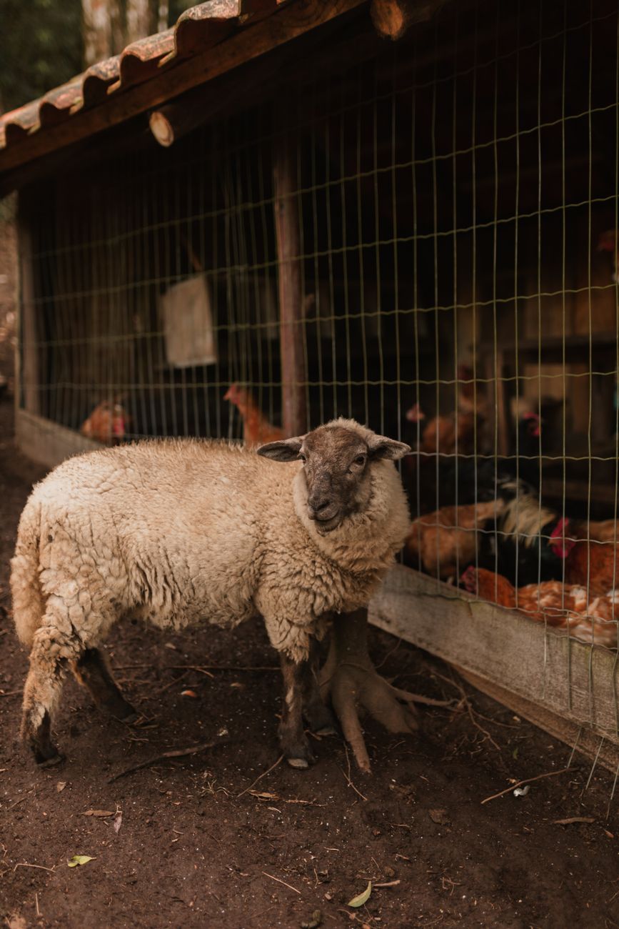 Ataques diarios de pumas: productores buscan proteger su&nbsp;ganado