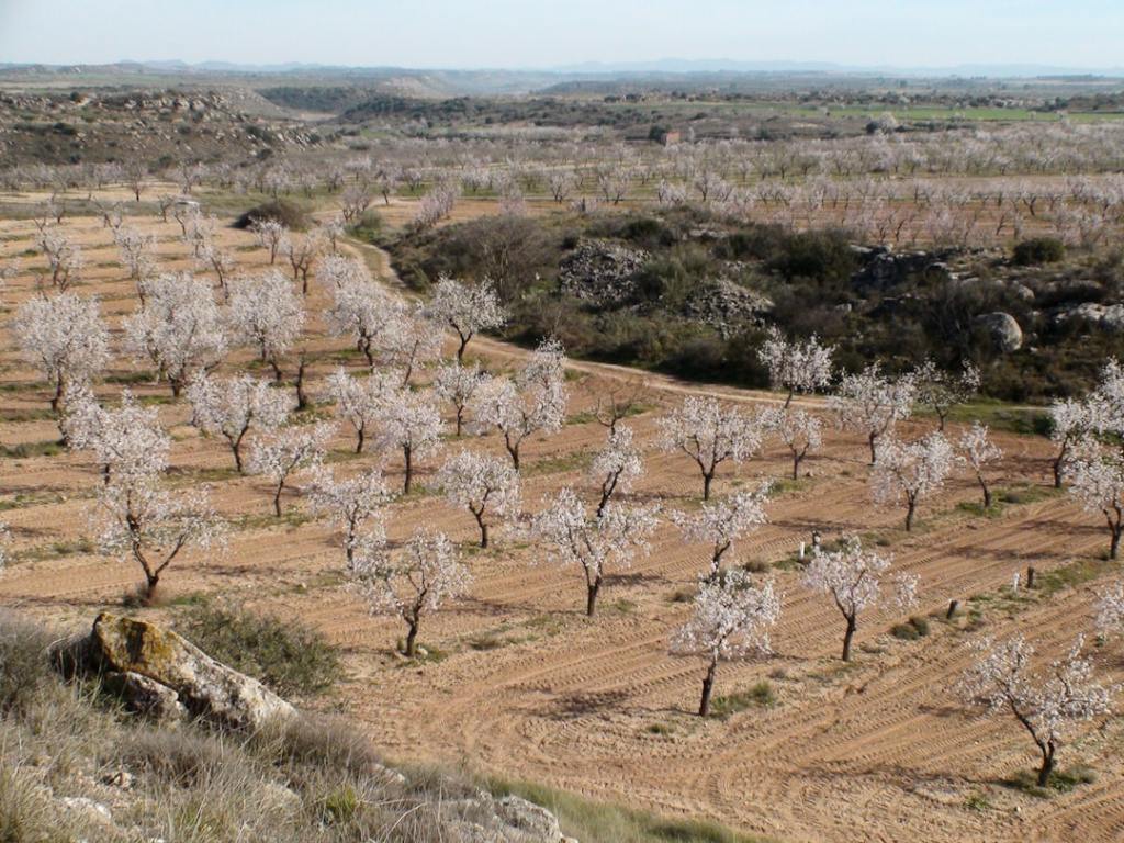 Sector almendrón en crisis: productor importante cambia de&nbsp;orientacion