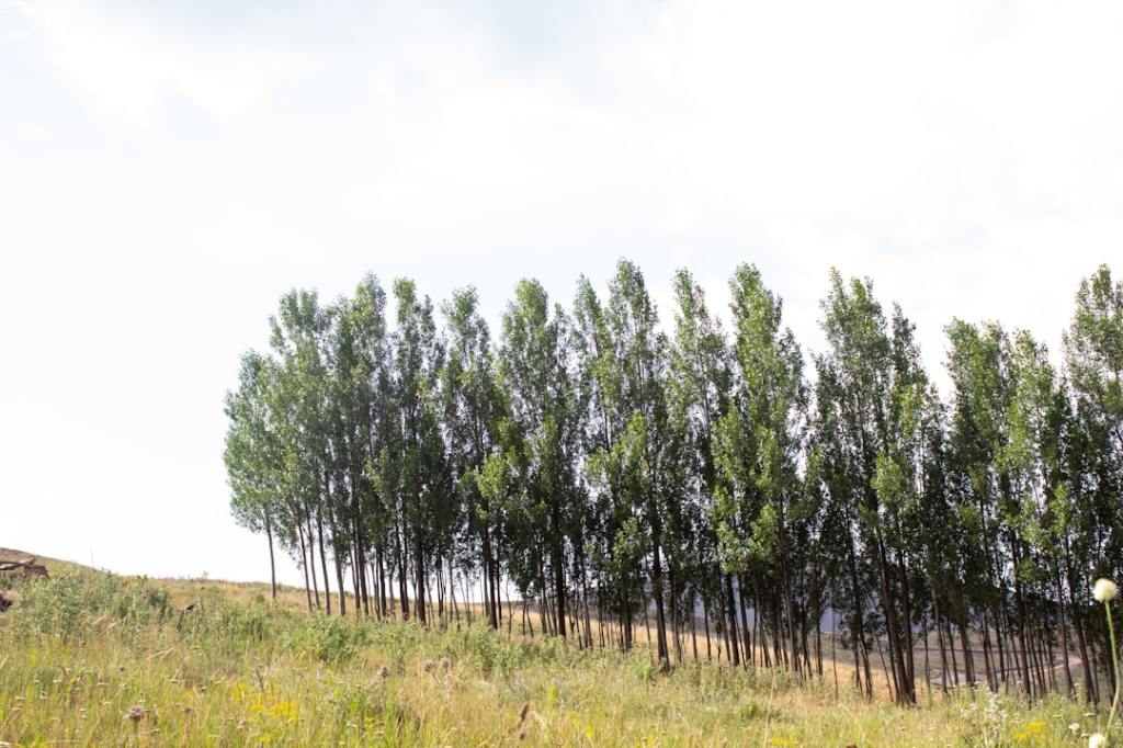 Forestales buscan expansión pero frenan demanda y costos&nbsp;altos