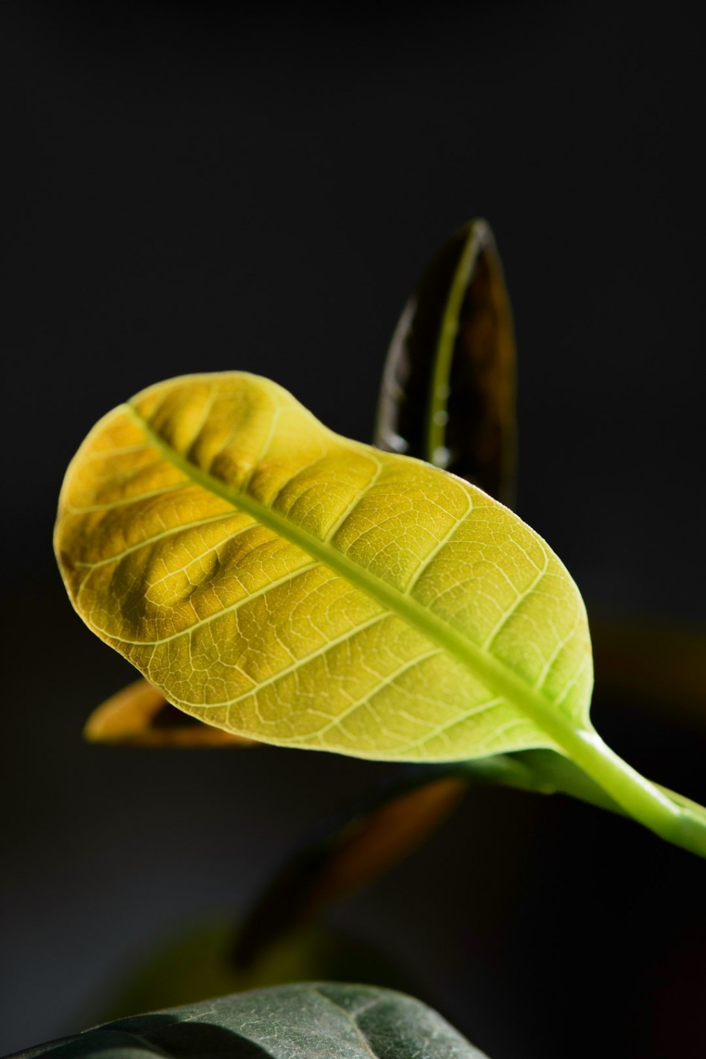 «Necesita maceta más grande»: lo que el ficus amarillo intenta&nbsp;decir