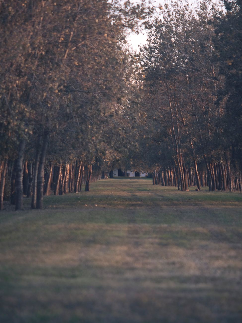 Música y arte llegan a la histórica estancia irlandesa de Areco del siglo&nbsp;XIX