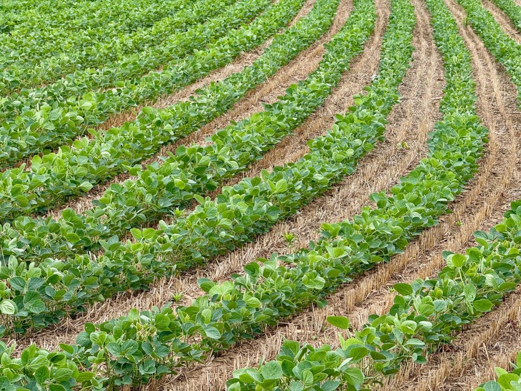 Productores estadounidenses afectados por lluvias excesivas en cosecha de&nbsp;soja